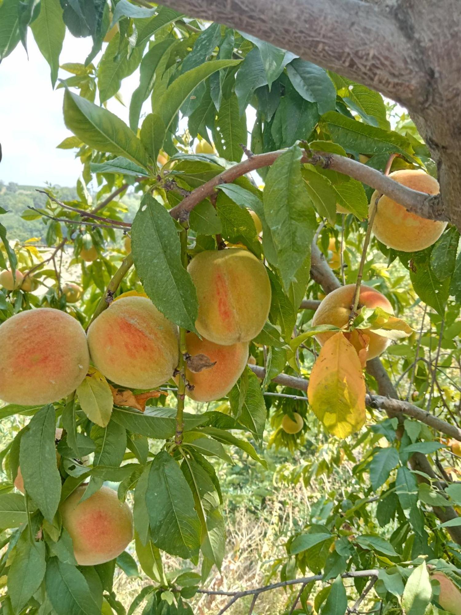 Agriturismo Bric Di Gai Monforte dʼAlba المظهر الخارجي الصورة